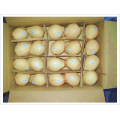 New Crop Fresh Delicious Ya Pear (60/72/80/96/112)